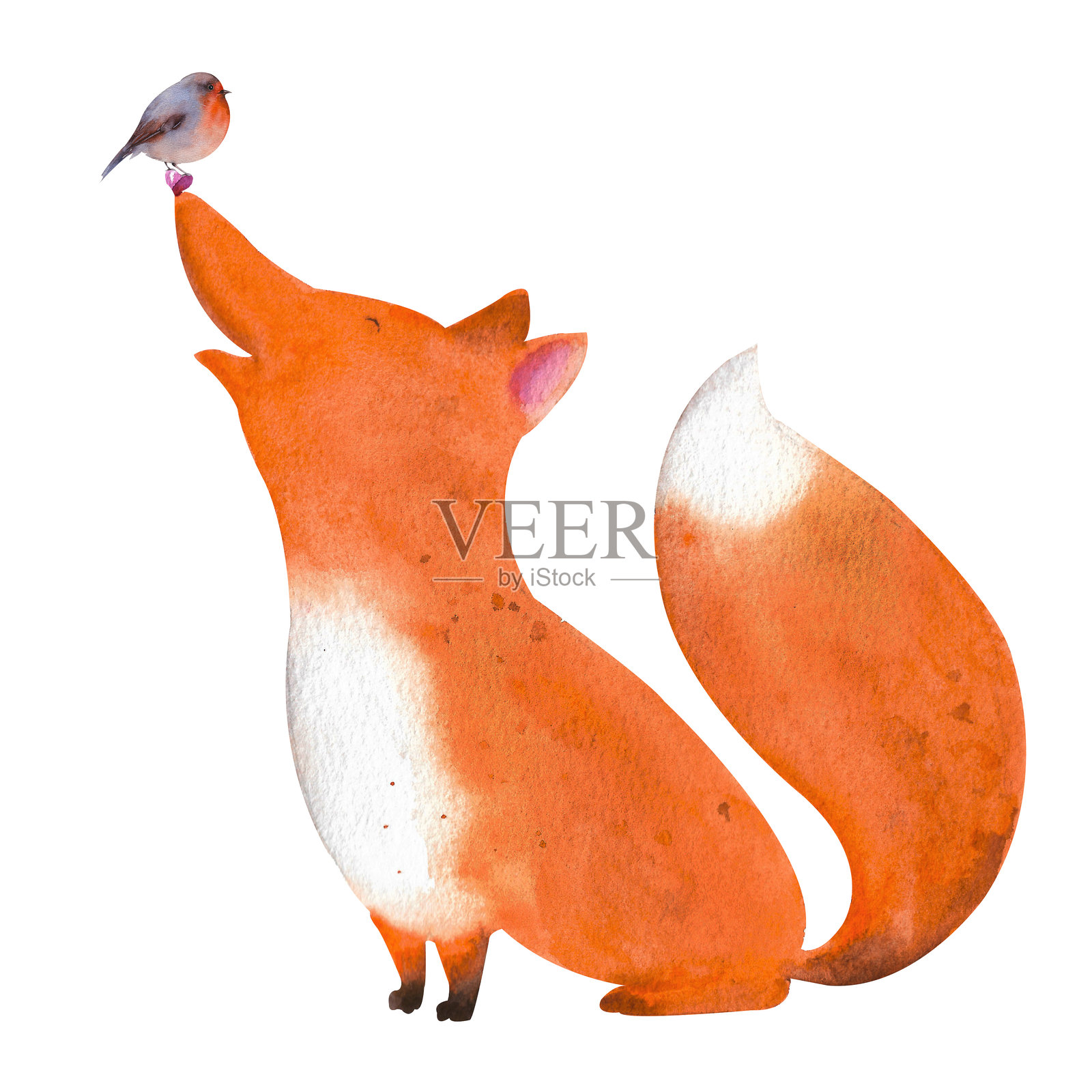 水彩狐狸。小狐狸鼻子上停着一只鸟，背景为白色。插画图片素材