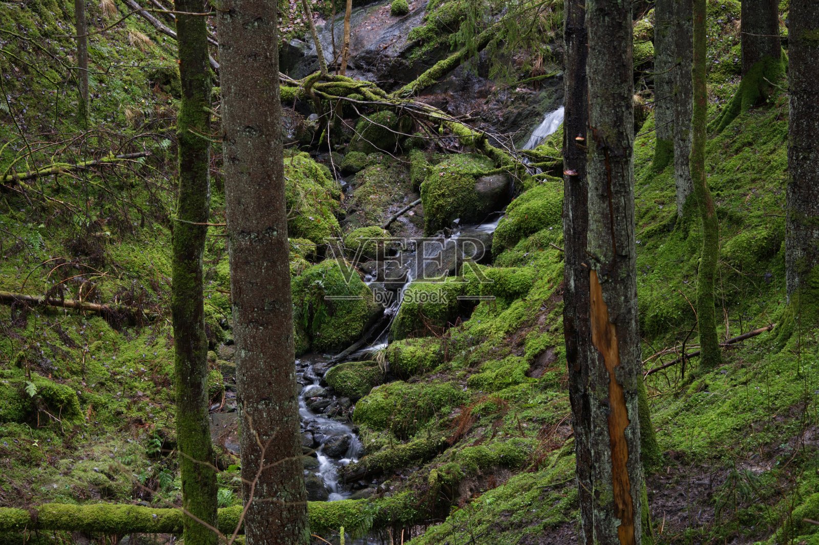 瑞典冷杉森林与小溪。照片摄影图片