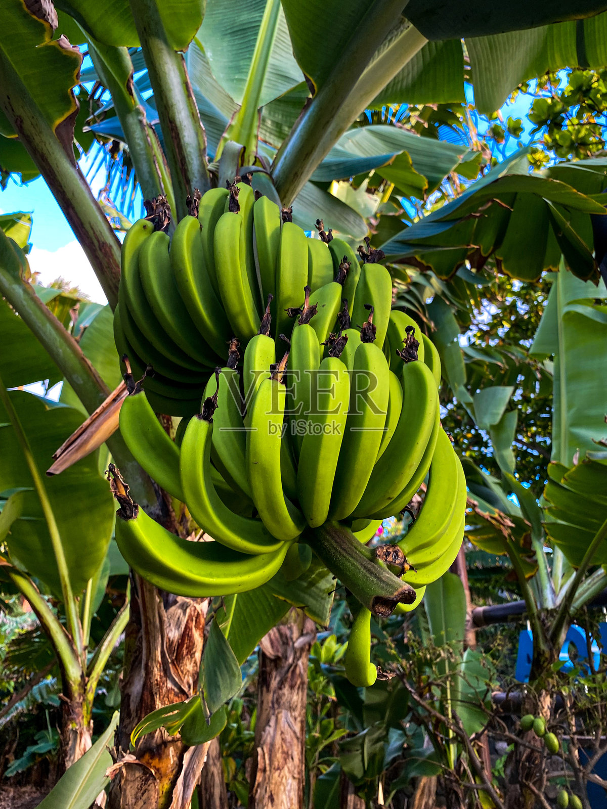 夏威夷照片摄影图片
