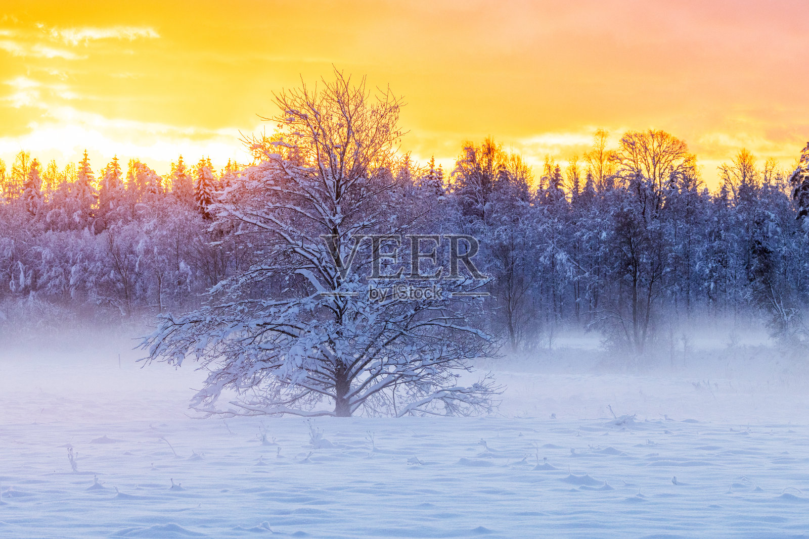 爱沙尼亚早冬日出时，雪覆盖的树木矗立在田野上照片摄影图片