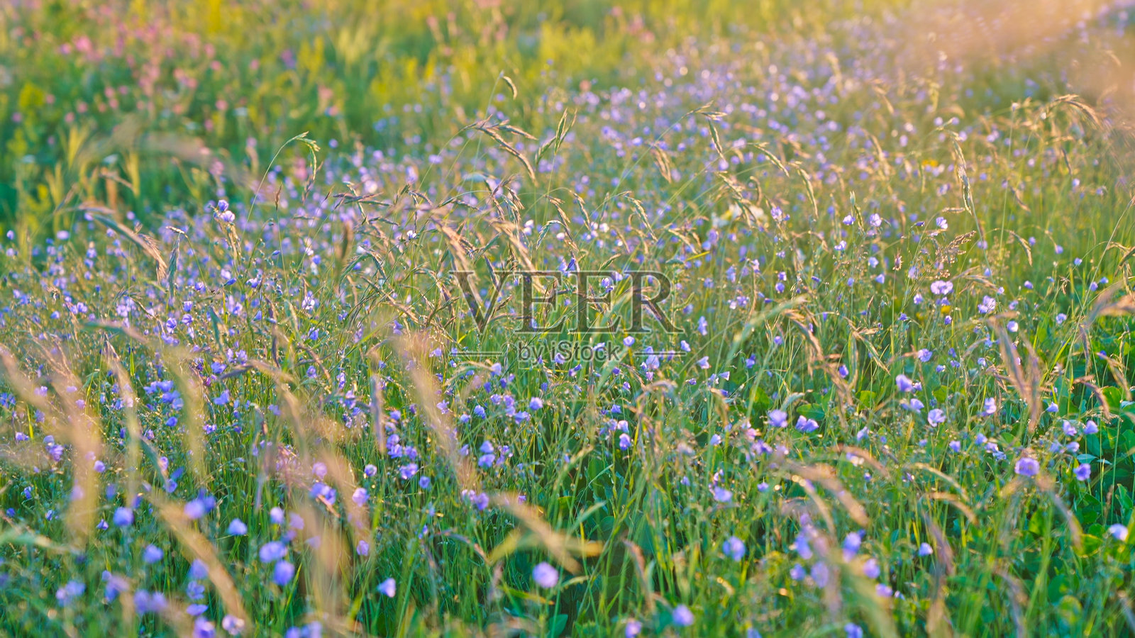 野花，赛里木湖，博乐，博尔塔拉蒙古自治州，新疆，中国，亚洲。针叶林，云杉，草原。照片摄影图片