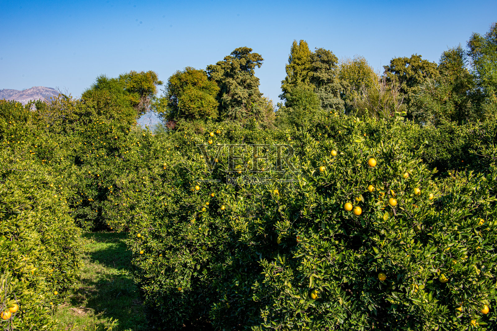 橙园中橙树的全景照片摄影图片