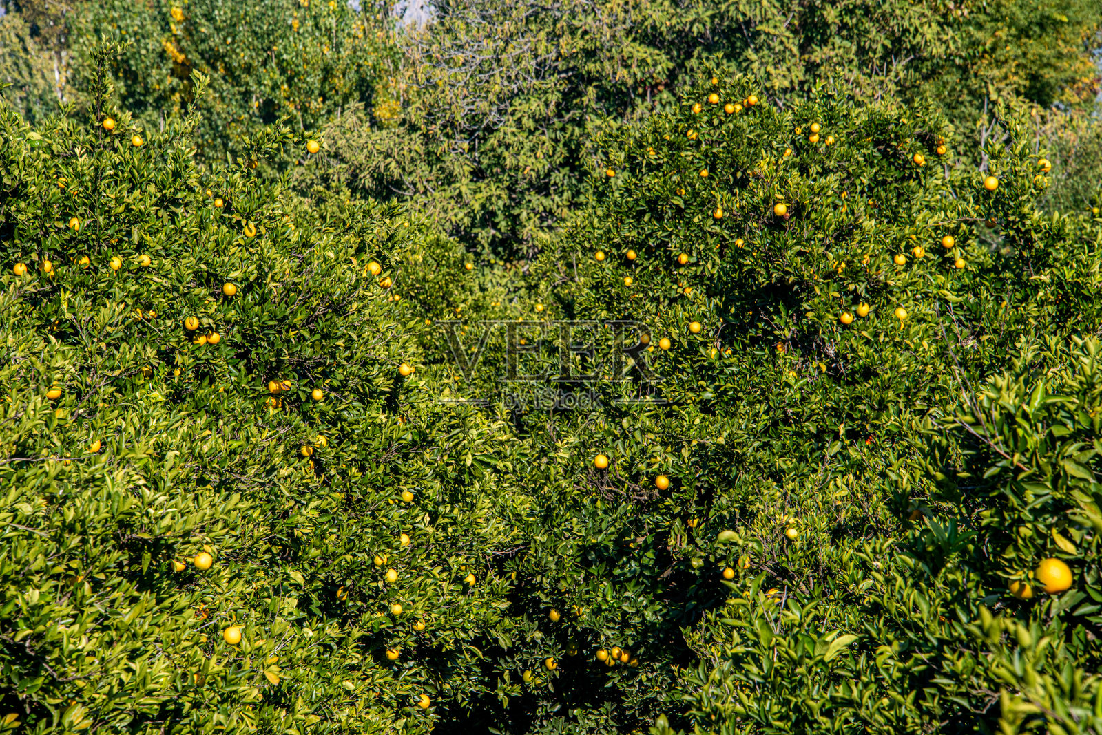 橘子园中的橘子树照片摄影图片
