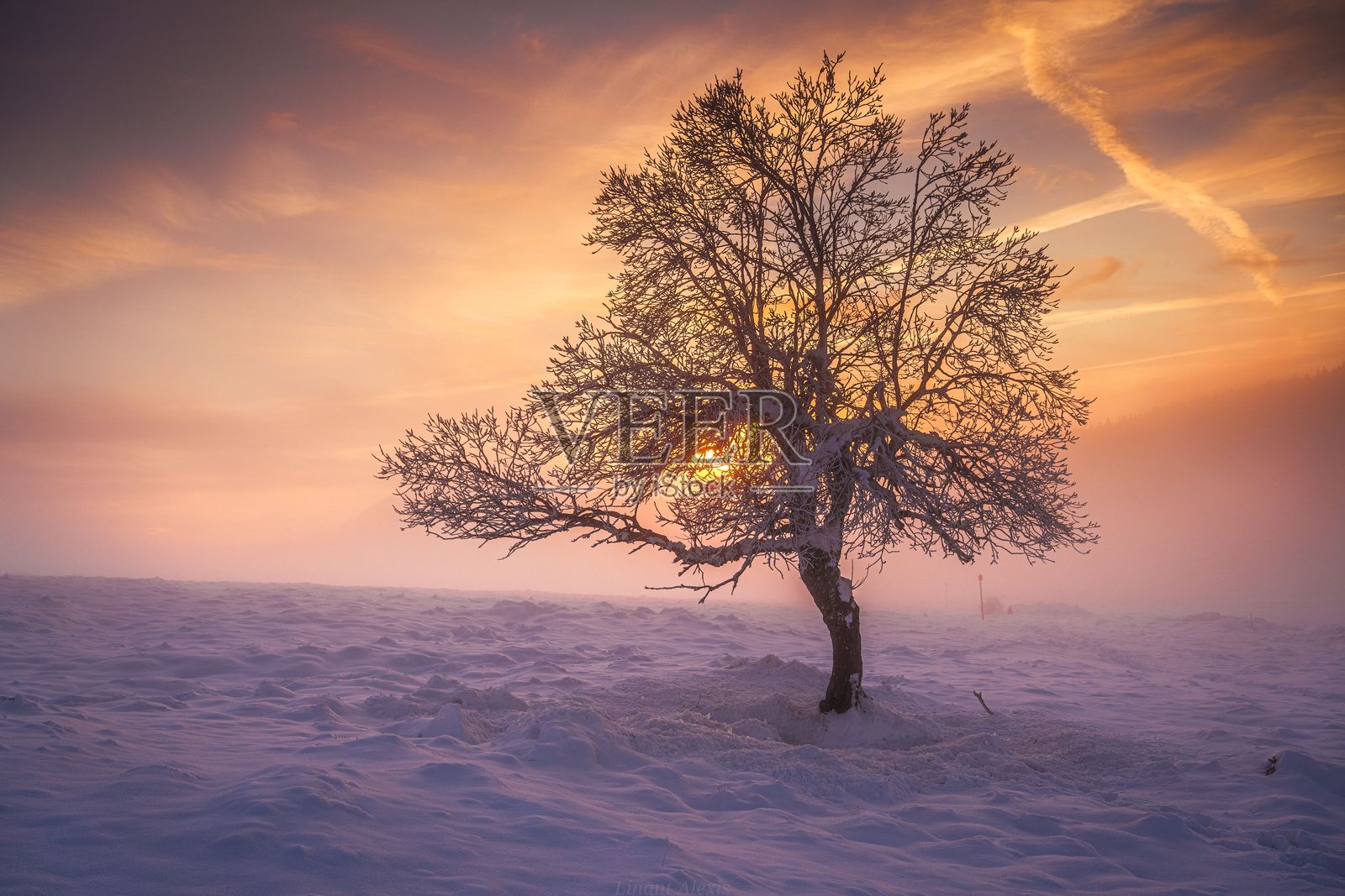 冬季日出时的孤独树木照片摄影图片