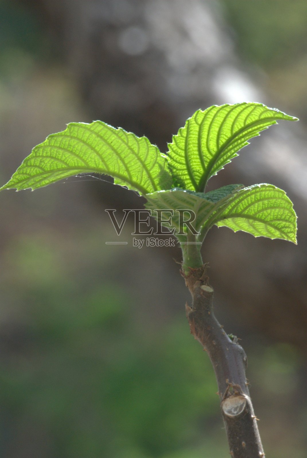 瓜里科州主要是绿色的。照片摄影图片