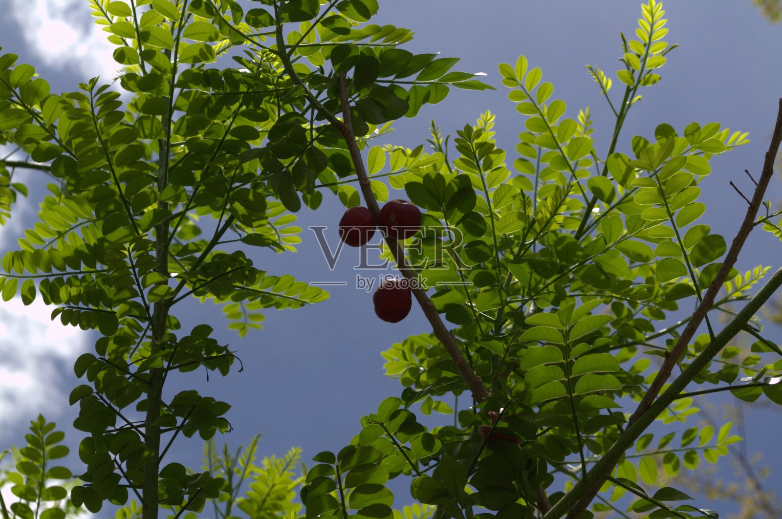 瓜里科州主要是绿色的。照片摄影图片