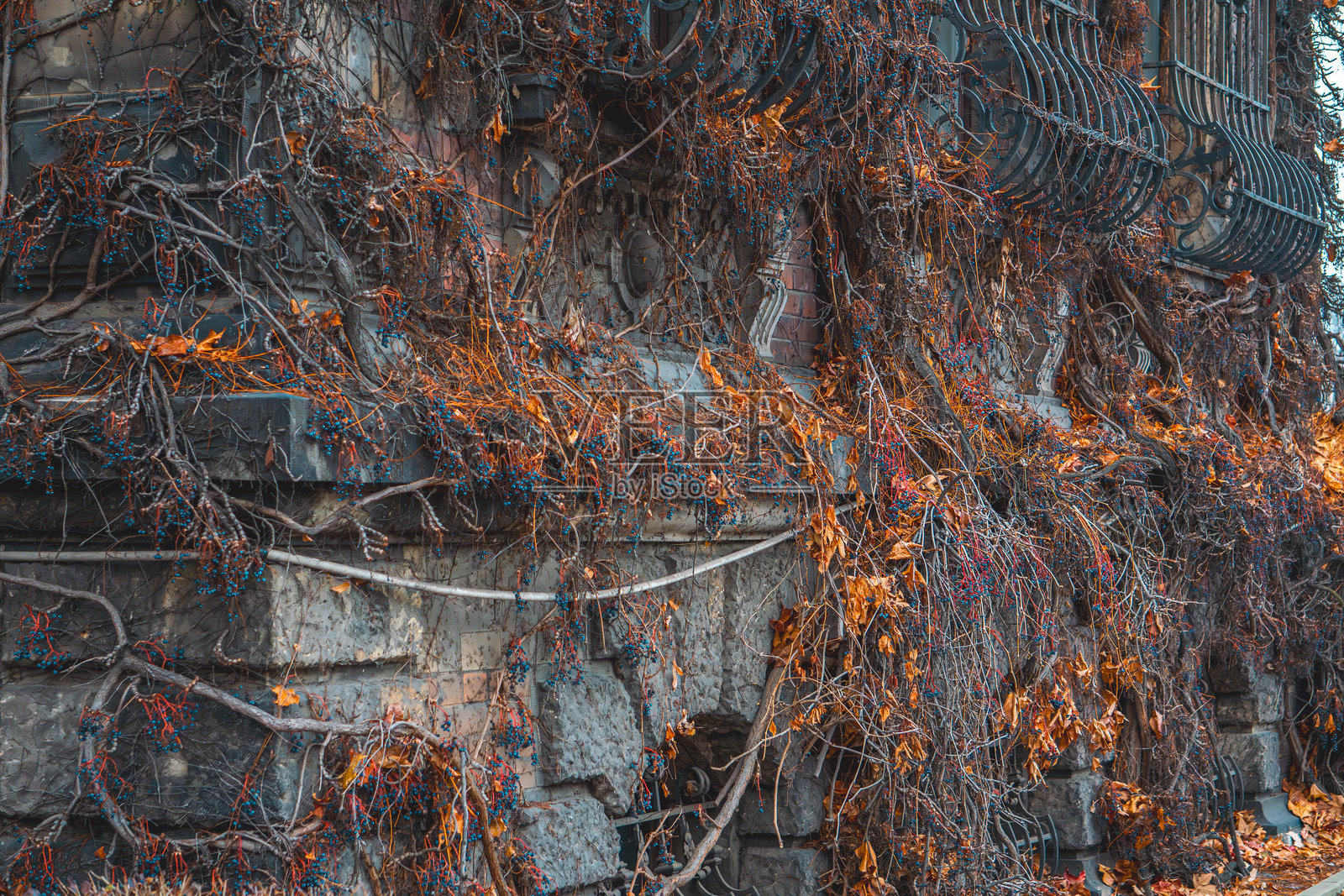 老建筑，位于大城市中心的历史性公共建筑。红砖结构。建筑在冬季被盛开的常春藤覆盖。照片摄影图片