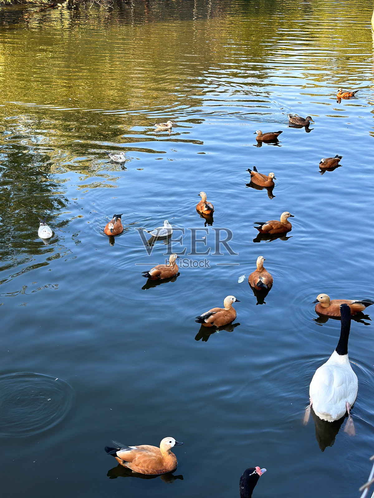 一群鸭子在池塘里游泳照片摄影图片