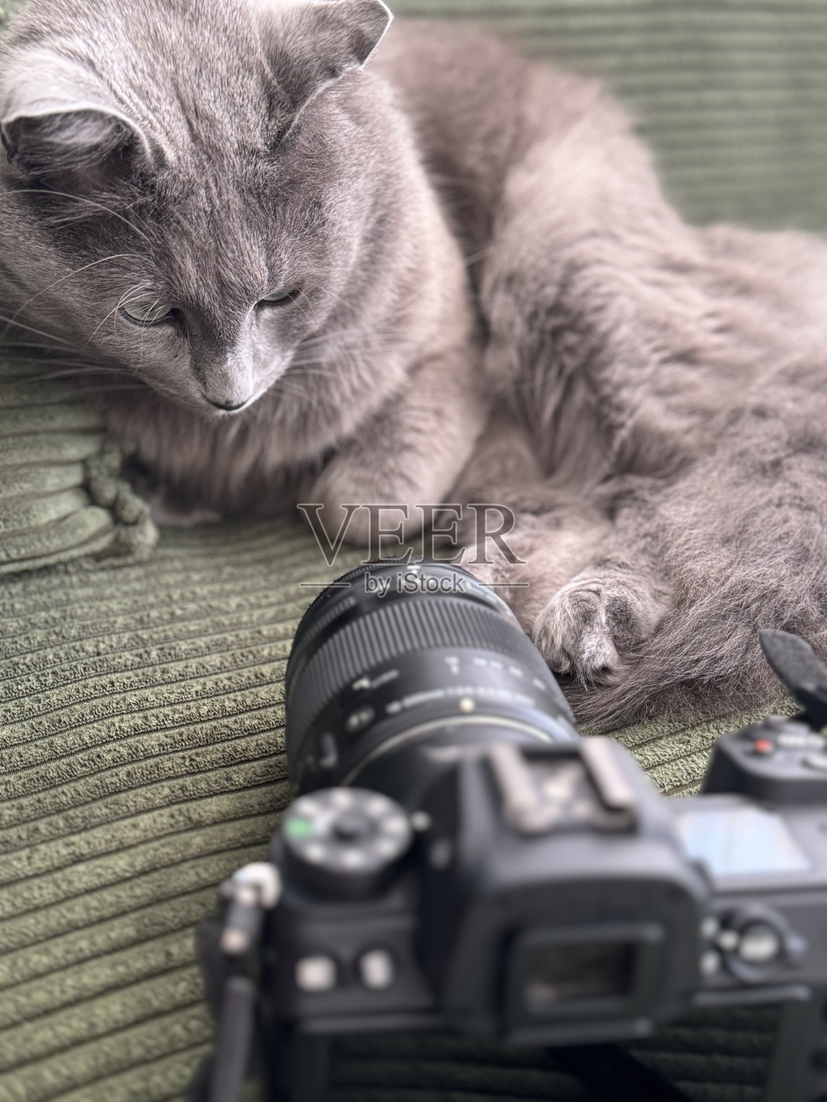 猫咪近距离接触相机照片摄影图片