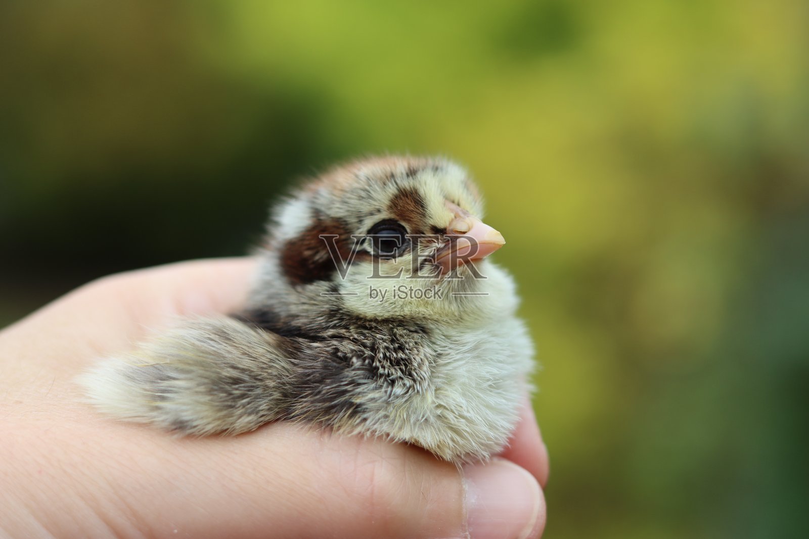 小鸡仔被小心翼翼地握在手中照片摄影图片
