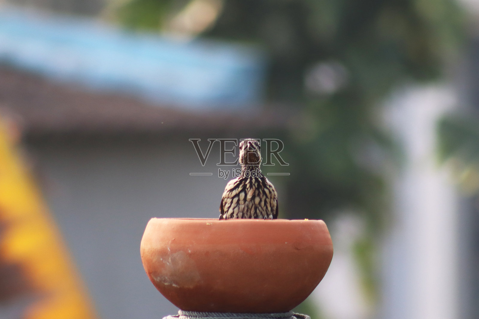 鸟类与动物 - 305照片摄影图片