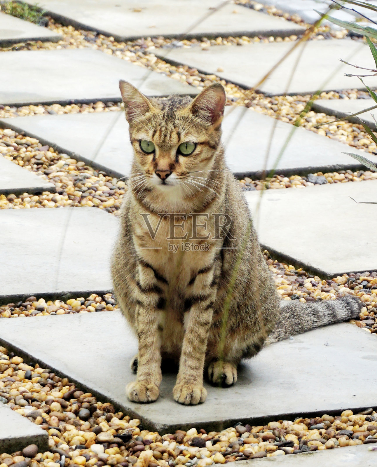 可爱的猫咪坐在花园的瓷砖上照片摄影图片