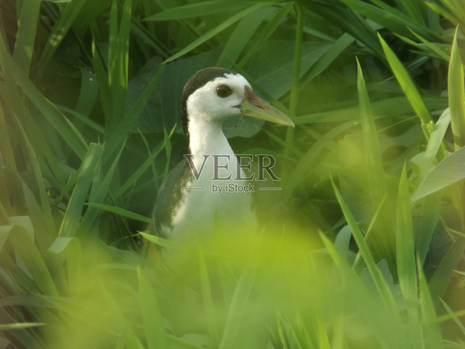 在房子后面的大自然中可以看到许多种类的鸟类。这是一种美丽的生物多样性。照片摄影图片