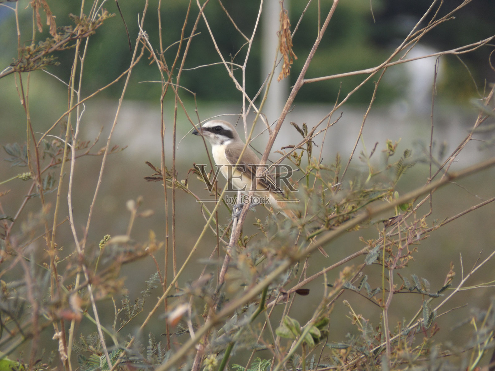 在房子后面的大自然中可以看到许多种类的鸟类。这是一种美丽的生物多样性。照片摄影图片
