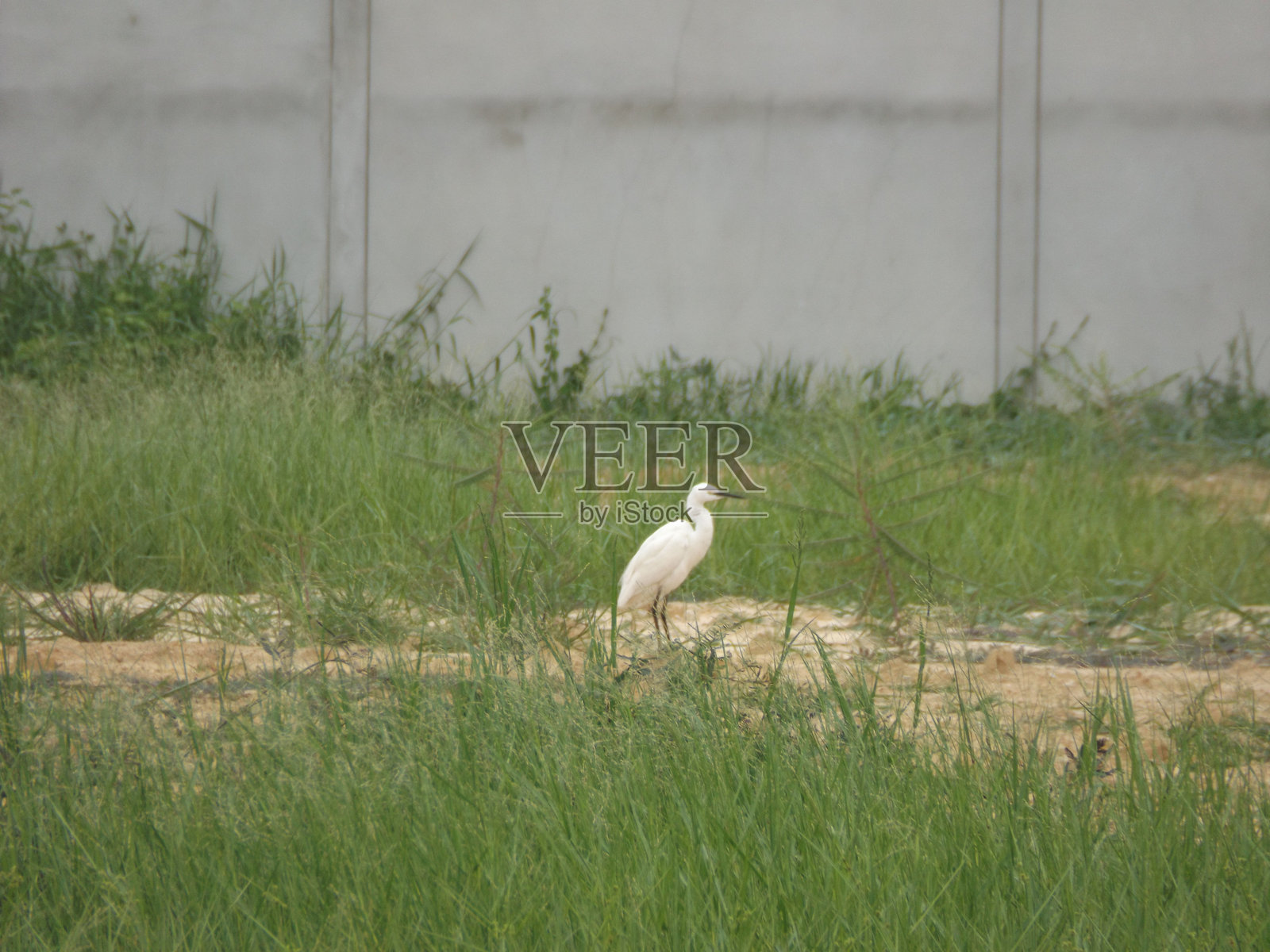 在房子后面的大自然中可以看到许多种类的鸟类。这是一种美丽的生物多样性。照片摄影图片