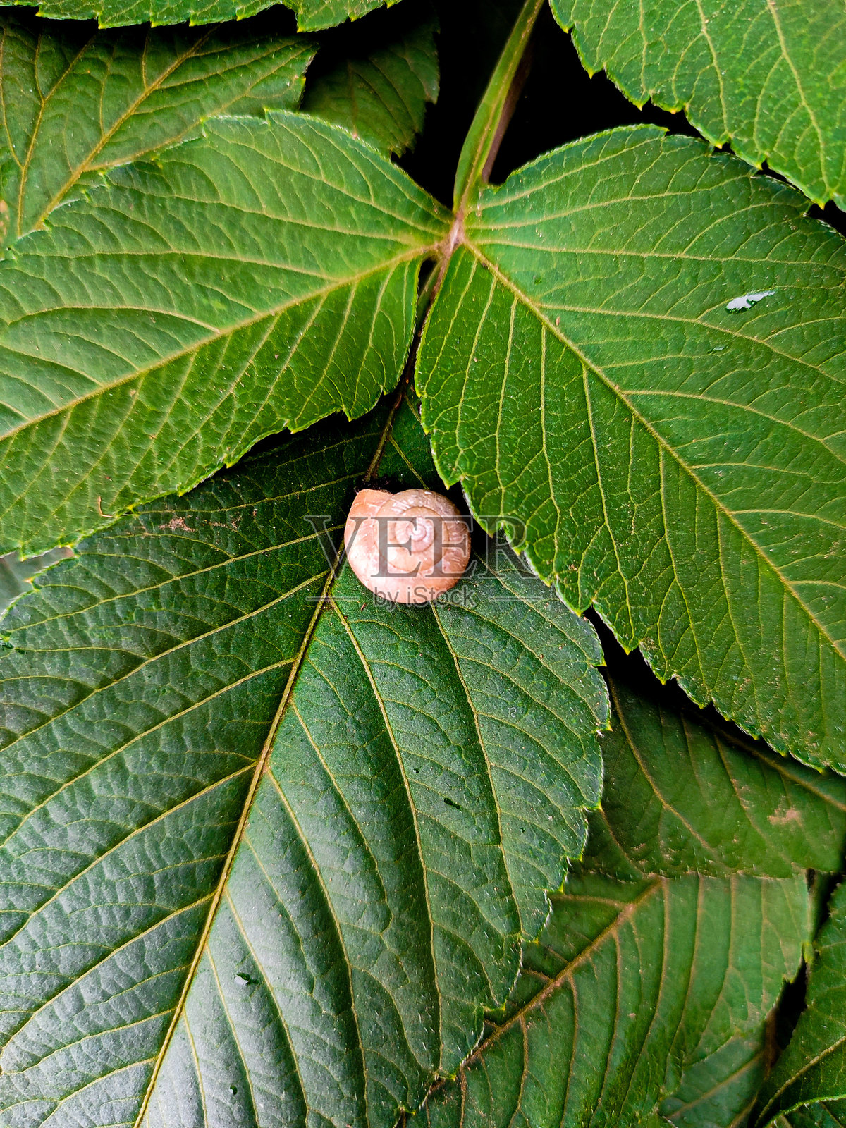 小白蜗牛在绿叶上照片摄影图片