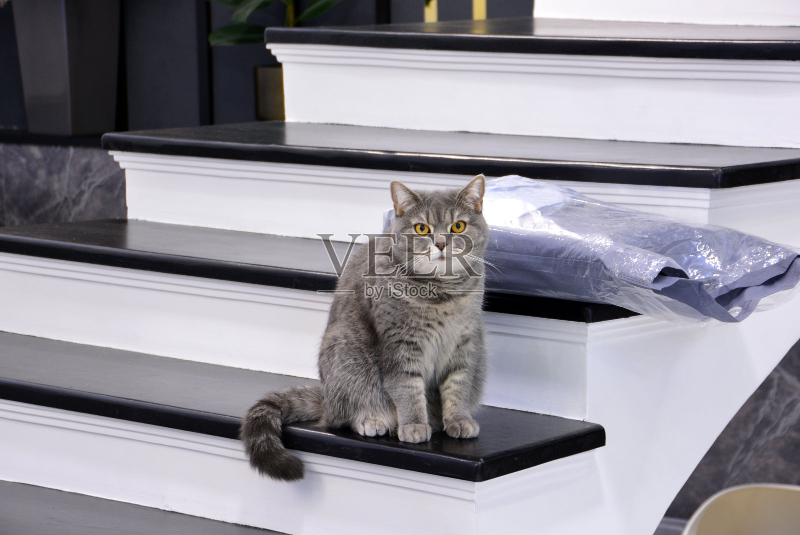 一只灰色的英国猫坐在房子的楼梯上照片摄影图片