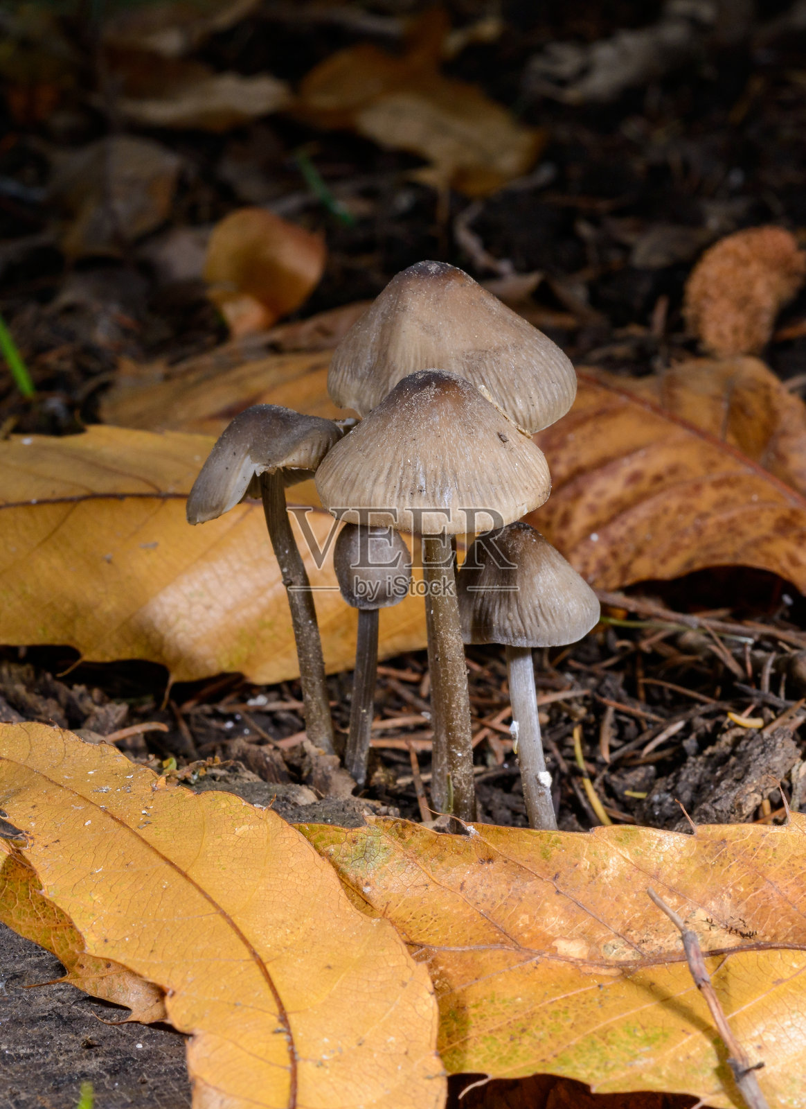 小型腐生真菌Mycena sp.生长在腐烂的树桩和死树的根部，位于敖德萨。照片摄影图片