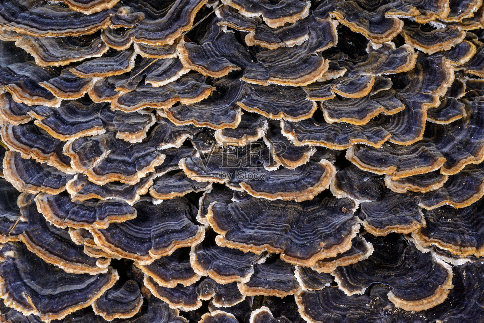 多孔菌 Trametes versicolor - 生长在花园旧腐木桩上的树木蘑菇照片摄影图片