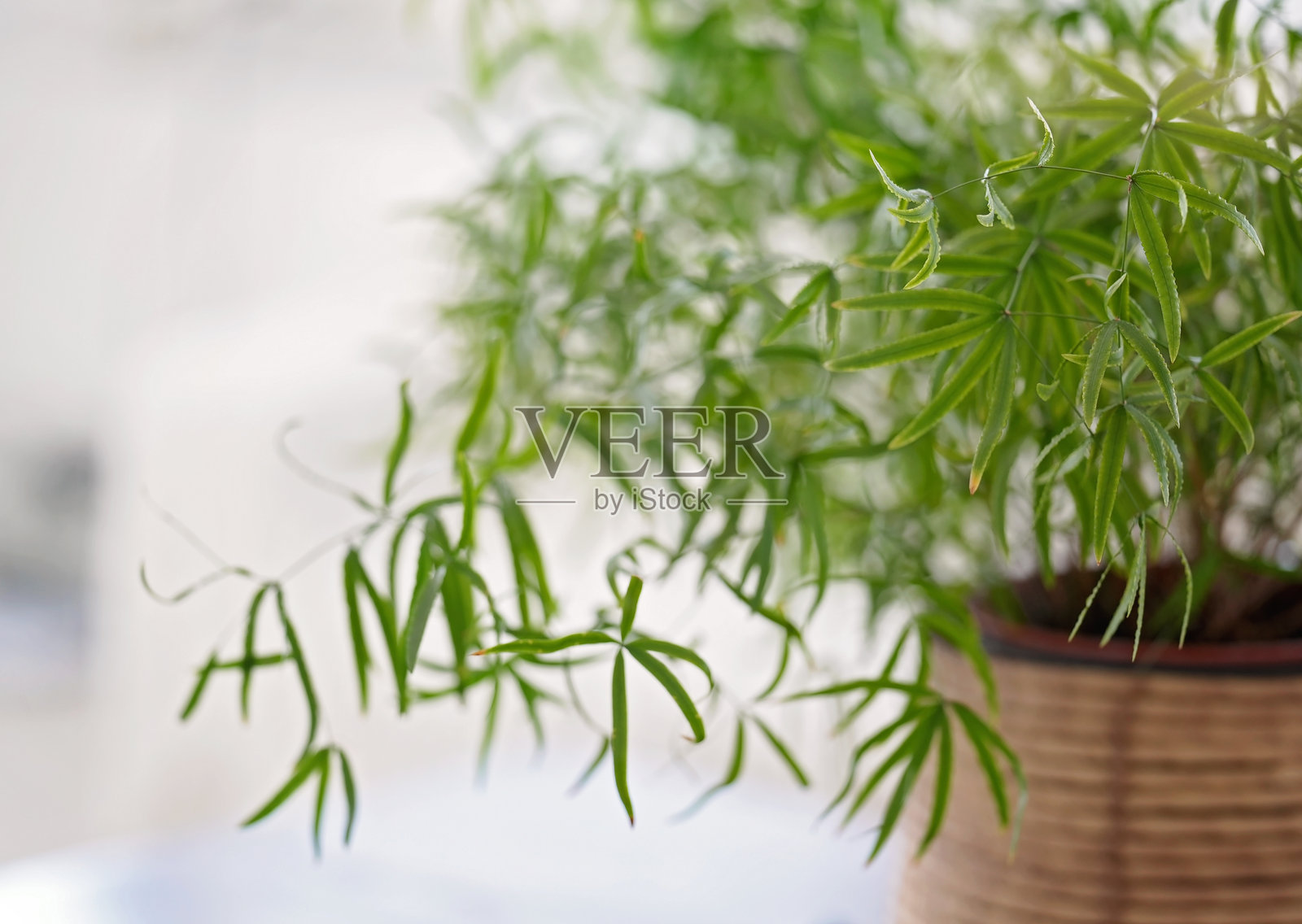 盆栽植物生长茂盛照片摄影图片