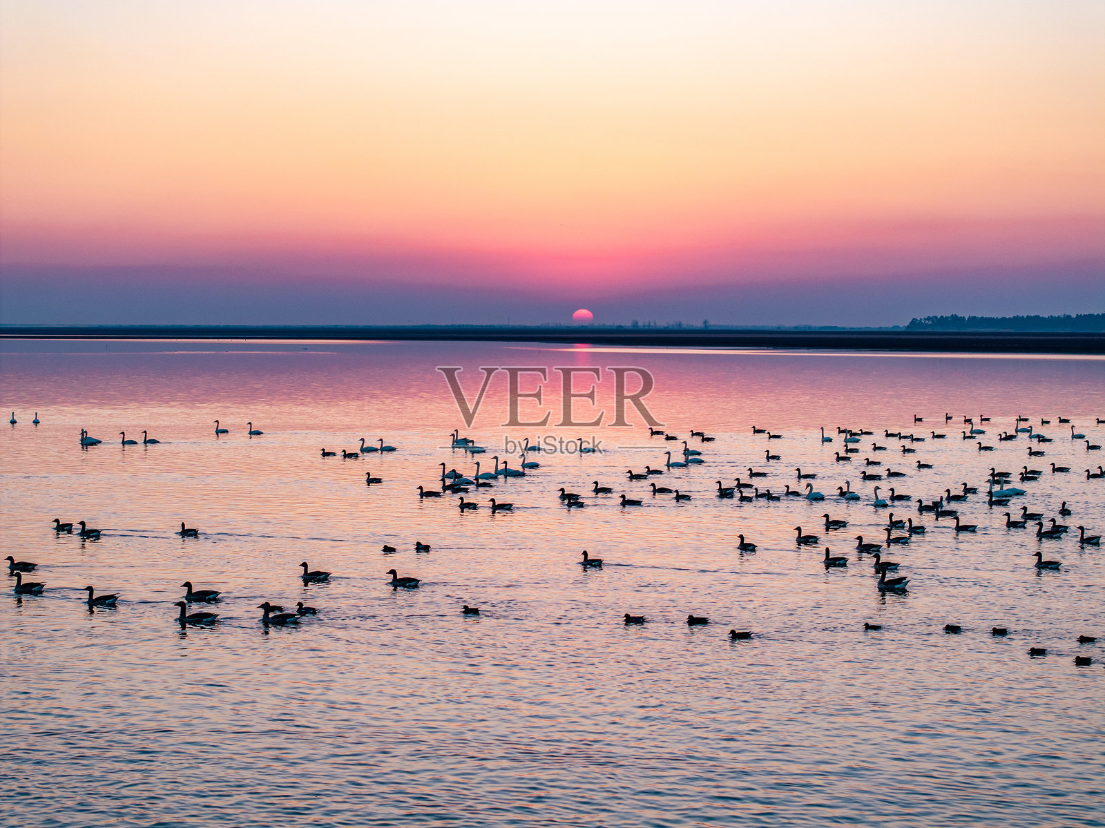 一群迁徙鸟类在日落时飞过湖面照片摄影图片