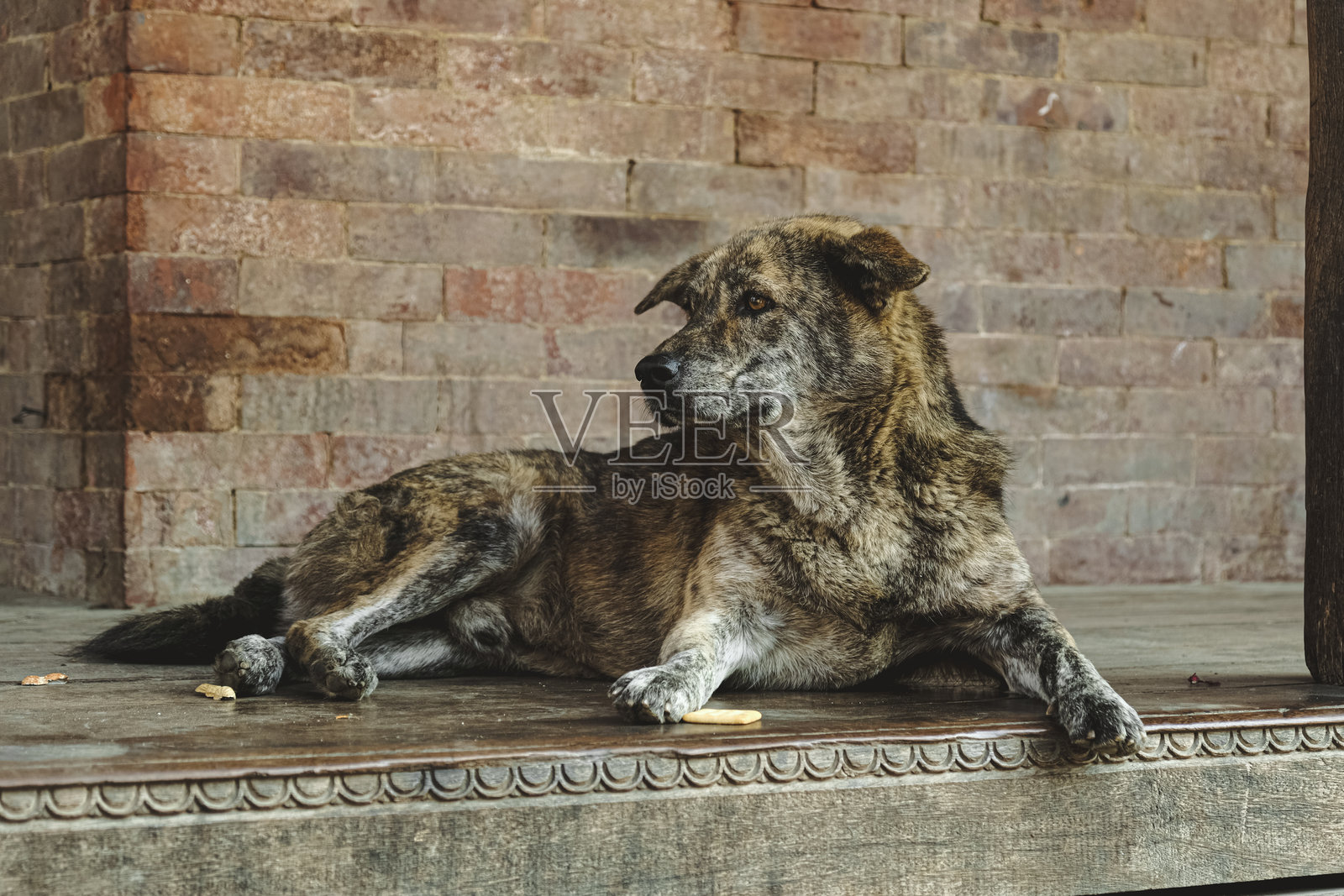 流浪狗照片摄影图片