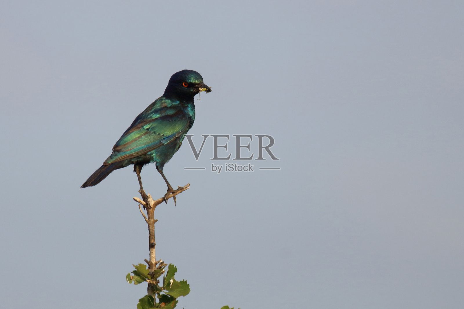 红肩光星鸲 / Lamprotornis nitens照片摄影图片