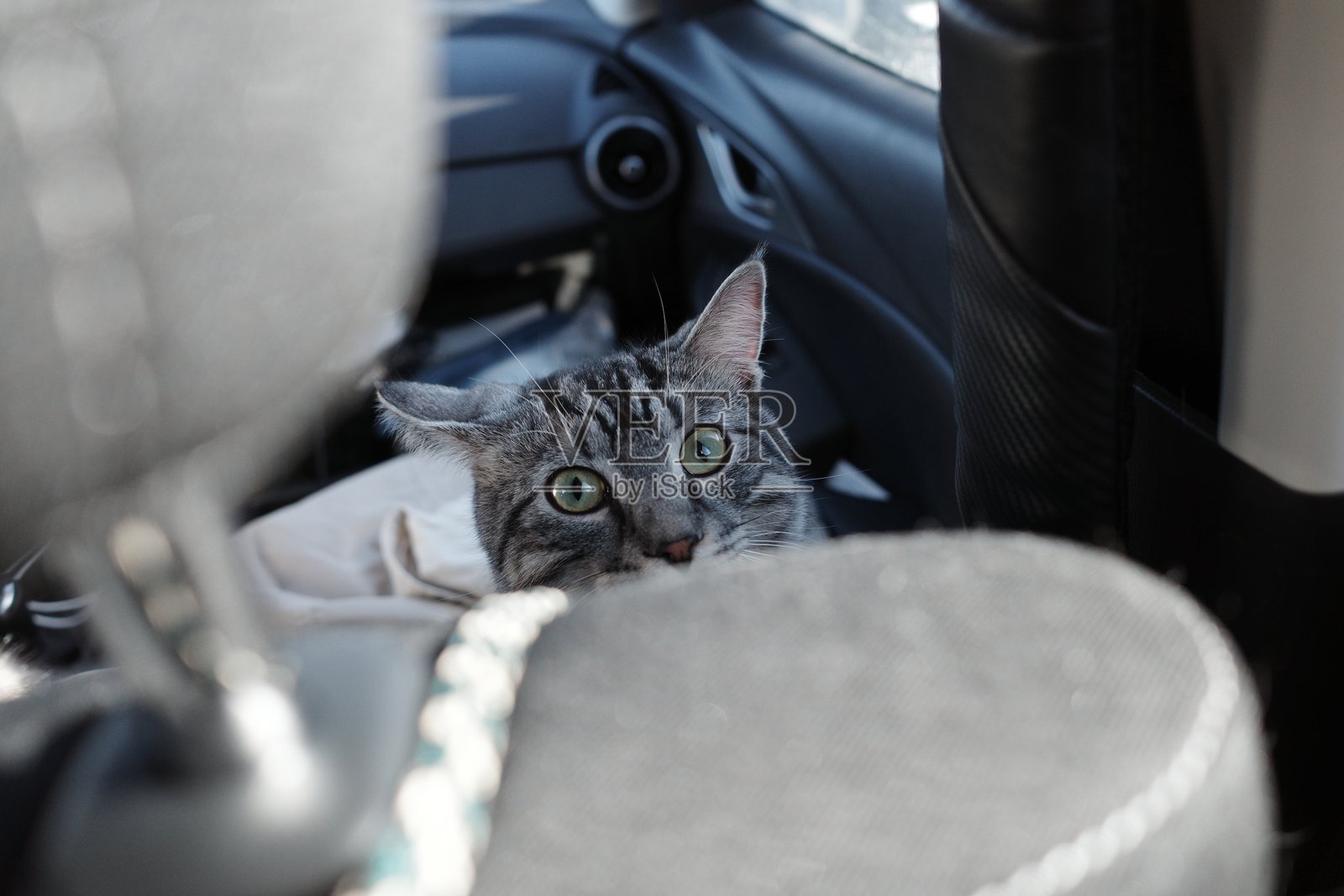 一只虎斑猫在车里偷看照片摄影图片