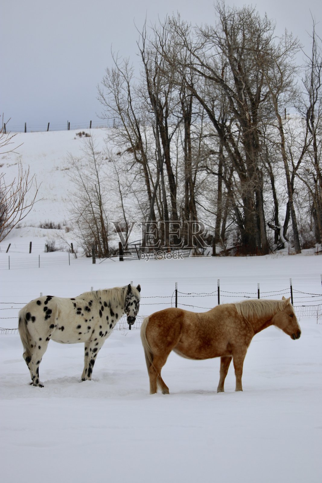 马照片摄影图片