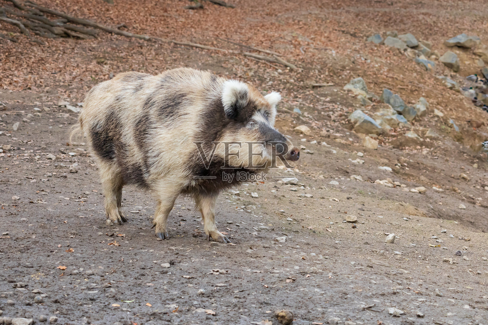野猪 - Sus scrofa - 在森林中及其自然栖息地的照片。野生自然的照片照片摄影图片