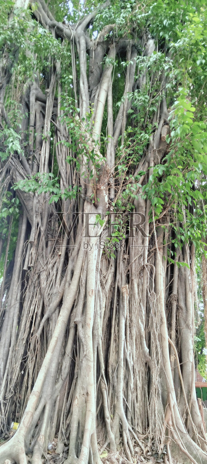 一棵非常古老的大榕树照片摄影图片