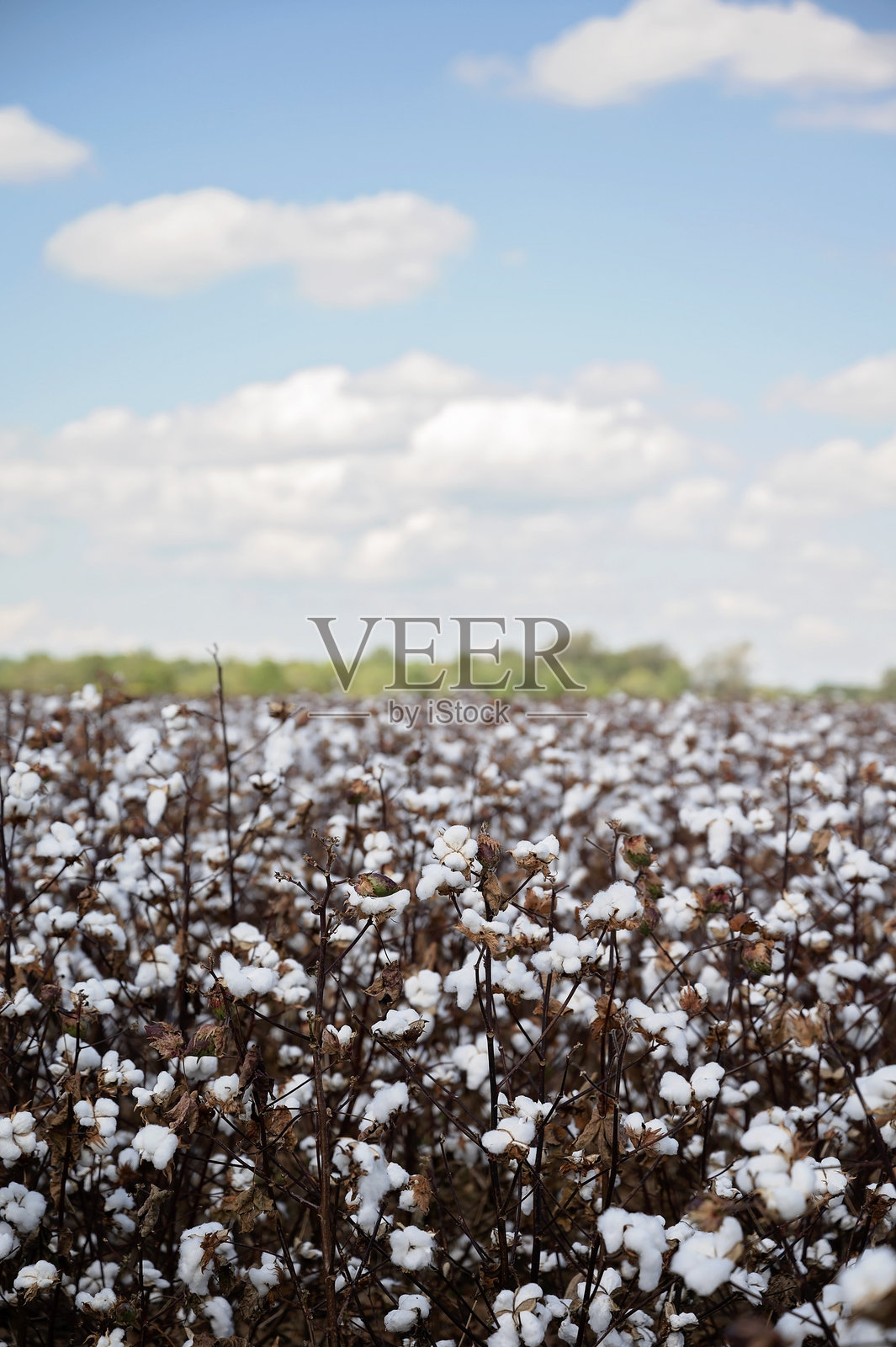 广阔的棉花田在蓝天和零星云朵下照片摄影图片