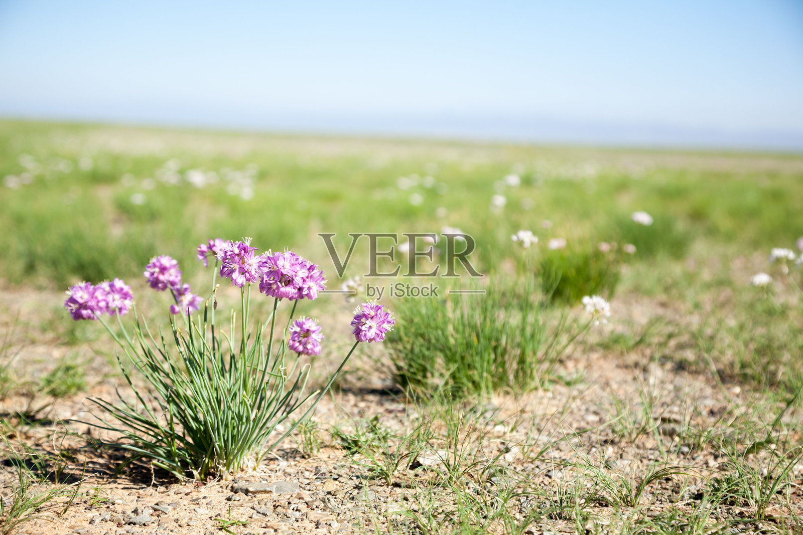 阳光照耀下的紫色野花在草地上盛开照片摄影图片