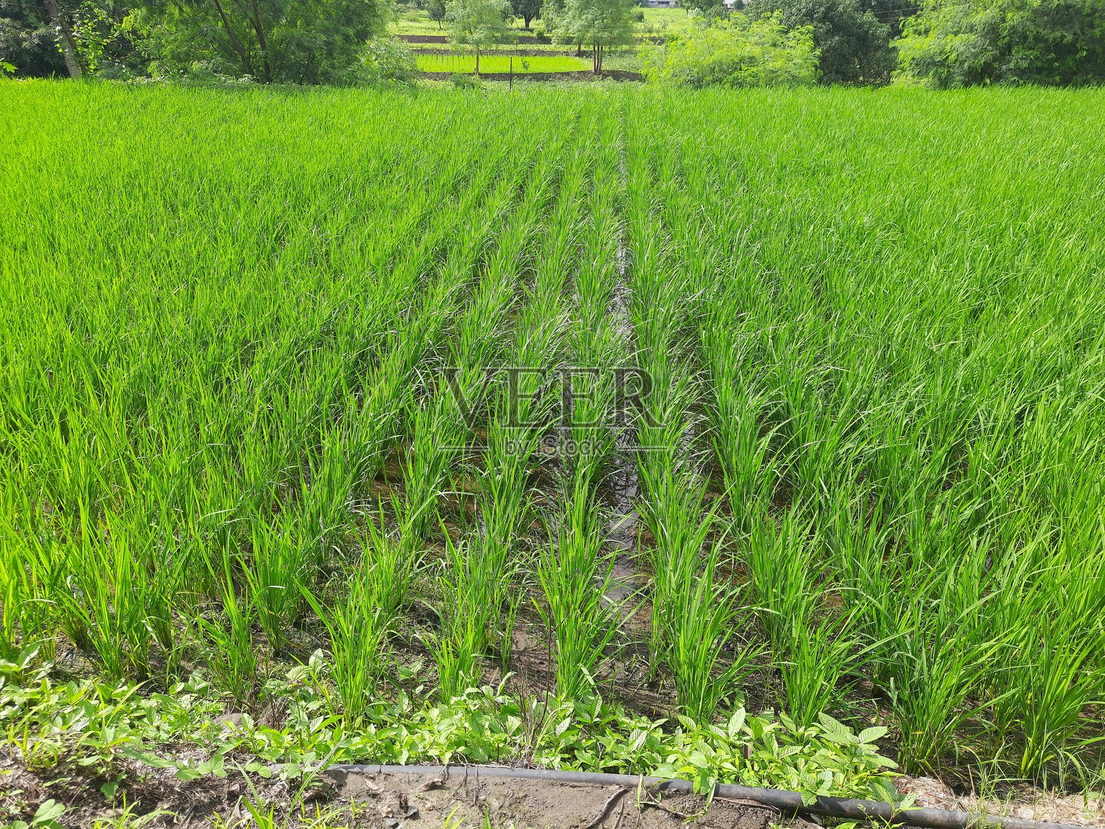 无化学物质的稻田照片摄影图片