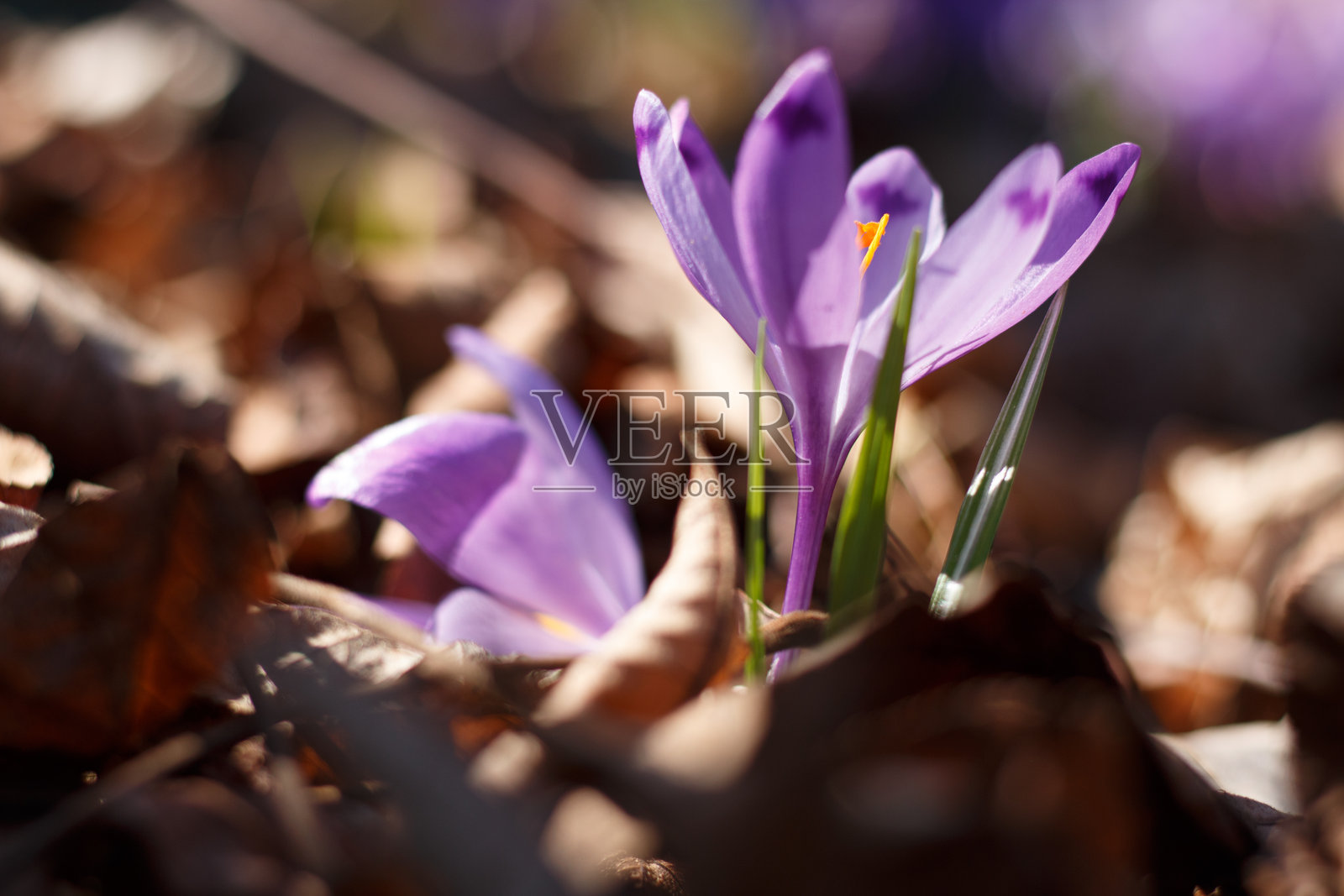 早春的紫色番红花照片摄影图片