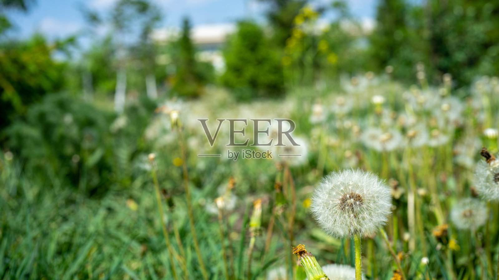 白色蒲公英的草地或田野。城市及城市外的夏季花卉。植物是杂草。蒲公英的种子呈降落伞状。照片摄影图片