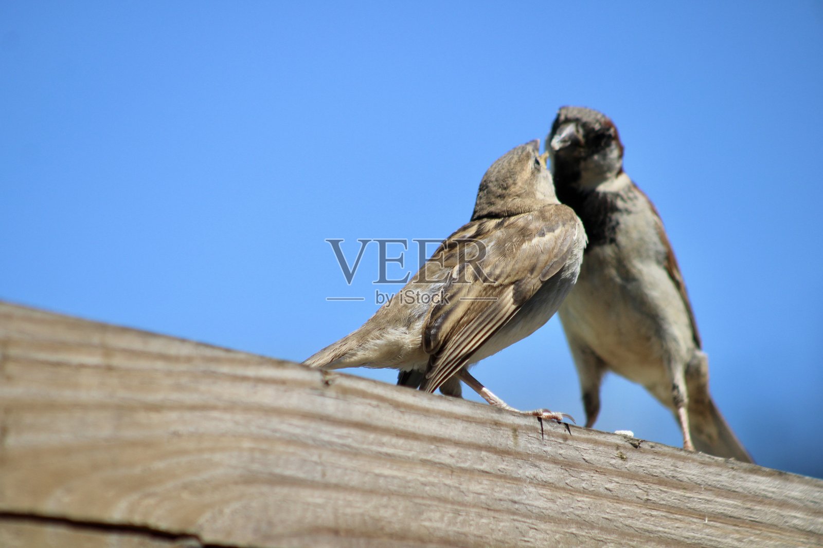 喂小鸟照片摄影图片