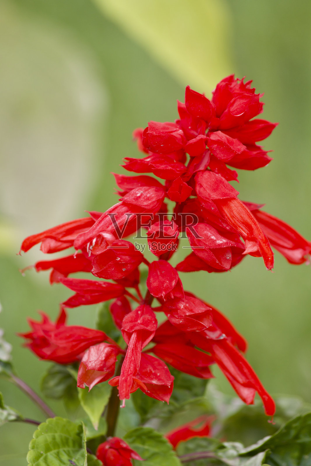 自然花卉花序特写照片摄影图片