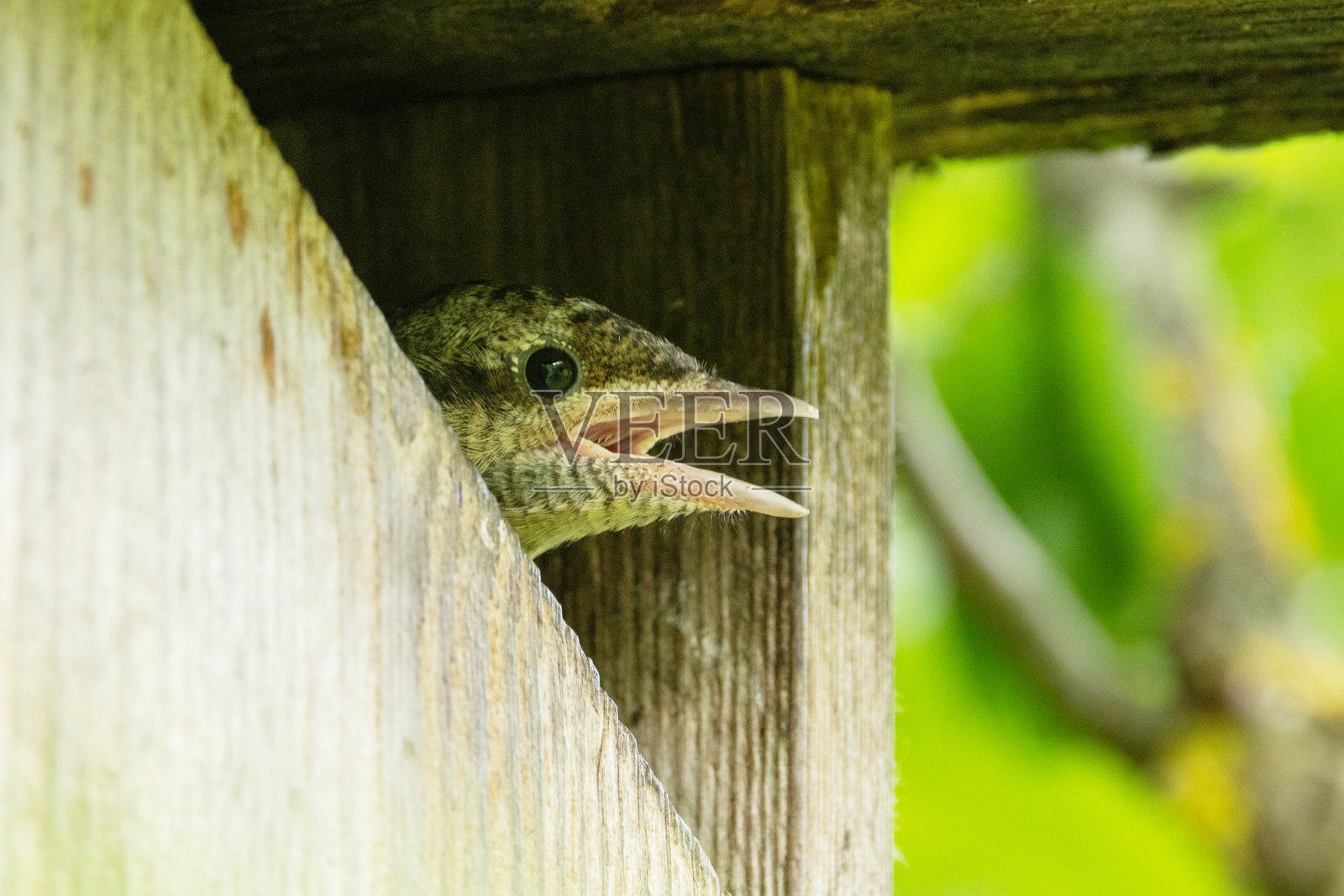 饥饿的幼年欧亚扭颈鸟在爱沙尼亚乡村的木制鸟巢中乞求食物照片摄影图片