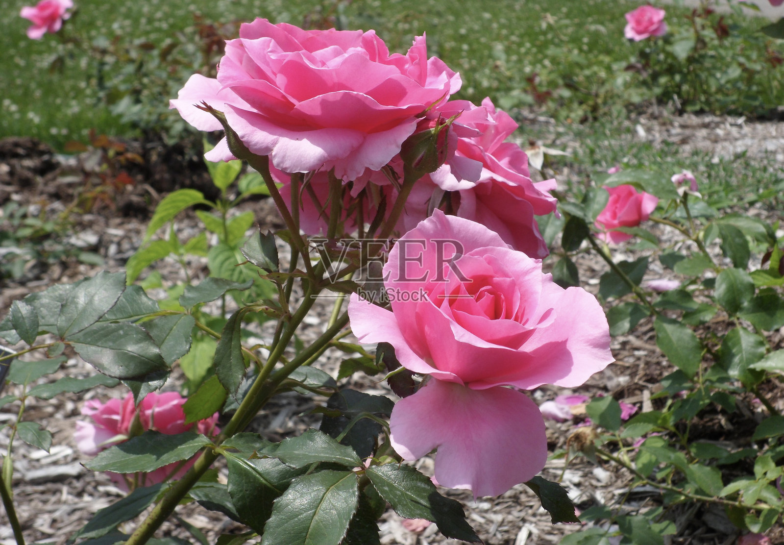 皇家植物园 - 伯灵顿和汉密尔顿照片摄影图片