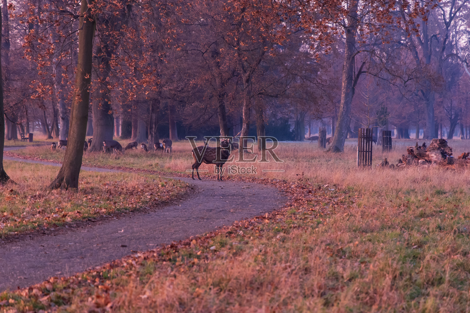 冬季森林中的日本梅花鹿 - Cervus nippon照片摄影图片