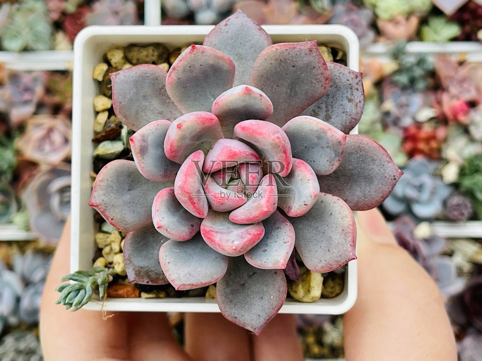 多肉植物罗马艾秋丽花朵的特写，背景为花卉绿叶，俯视图照片摄影图片