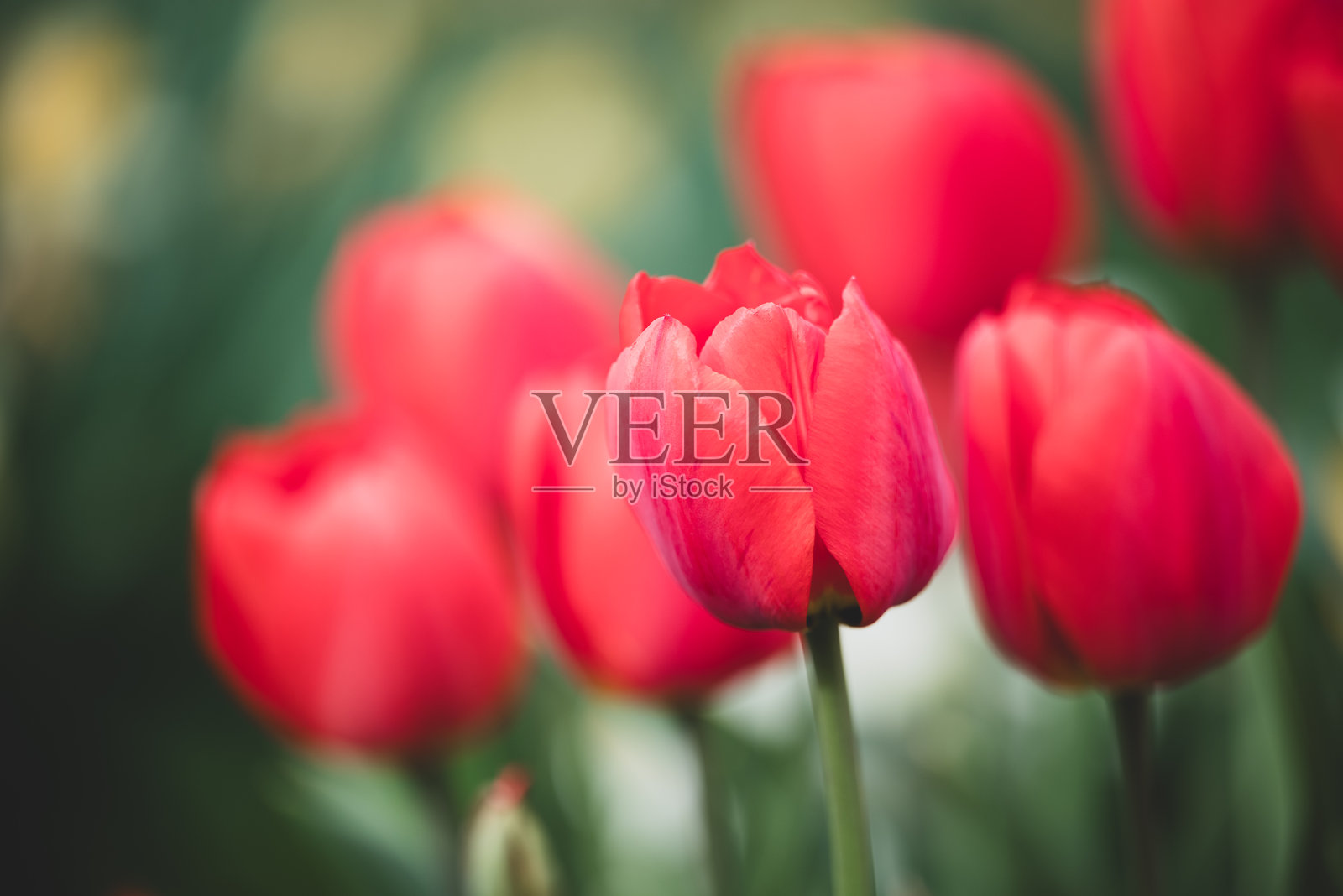 盛开的郁金香特写照片摄影图片