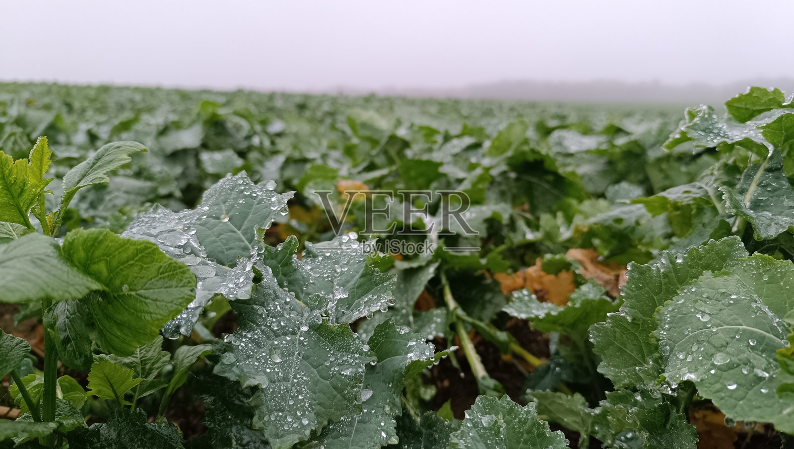 早晨被冰霜覆盖的自然景观特写照片摄影图片