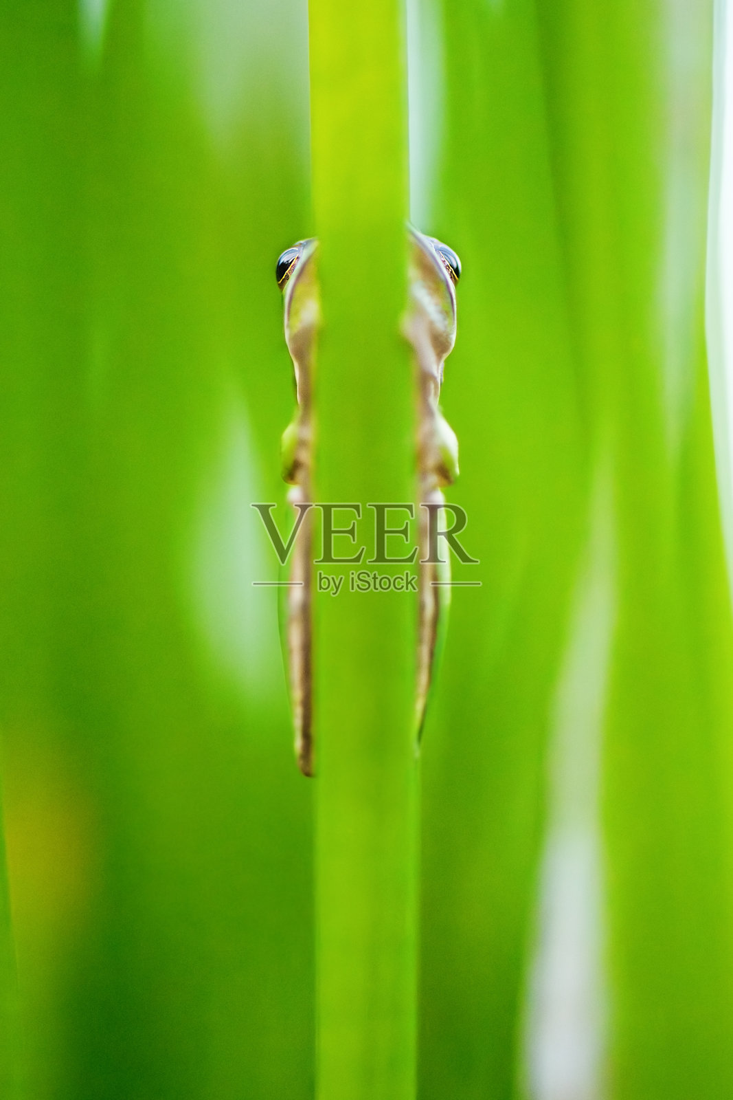 东部矮树蛙照片摄影图片