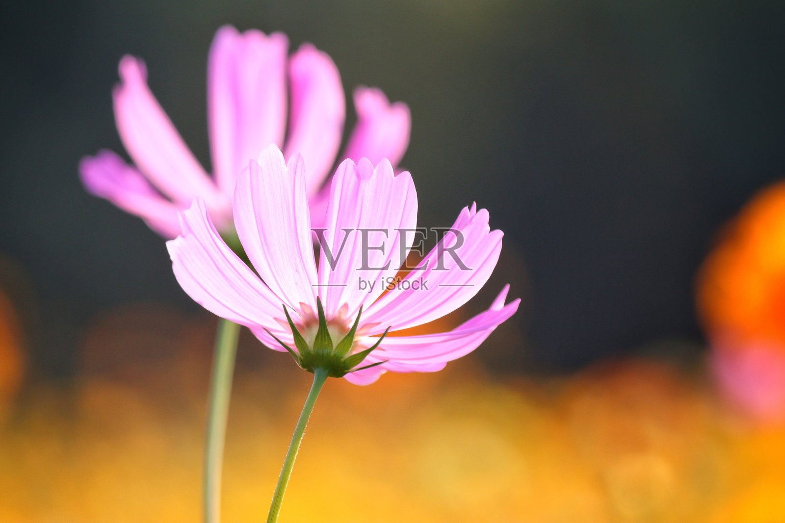 花园中的粉色大波斯菊花和叶子照片摄影图片