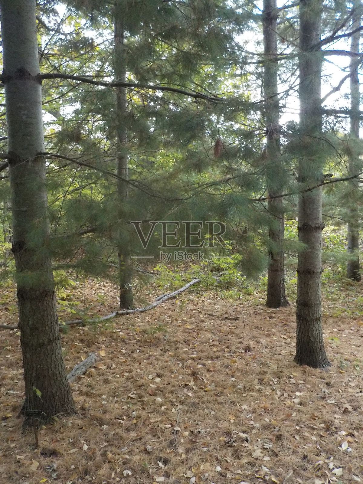 圭尔夫 - 皇家城市照片摄影图片