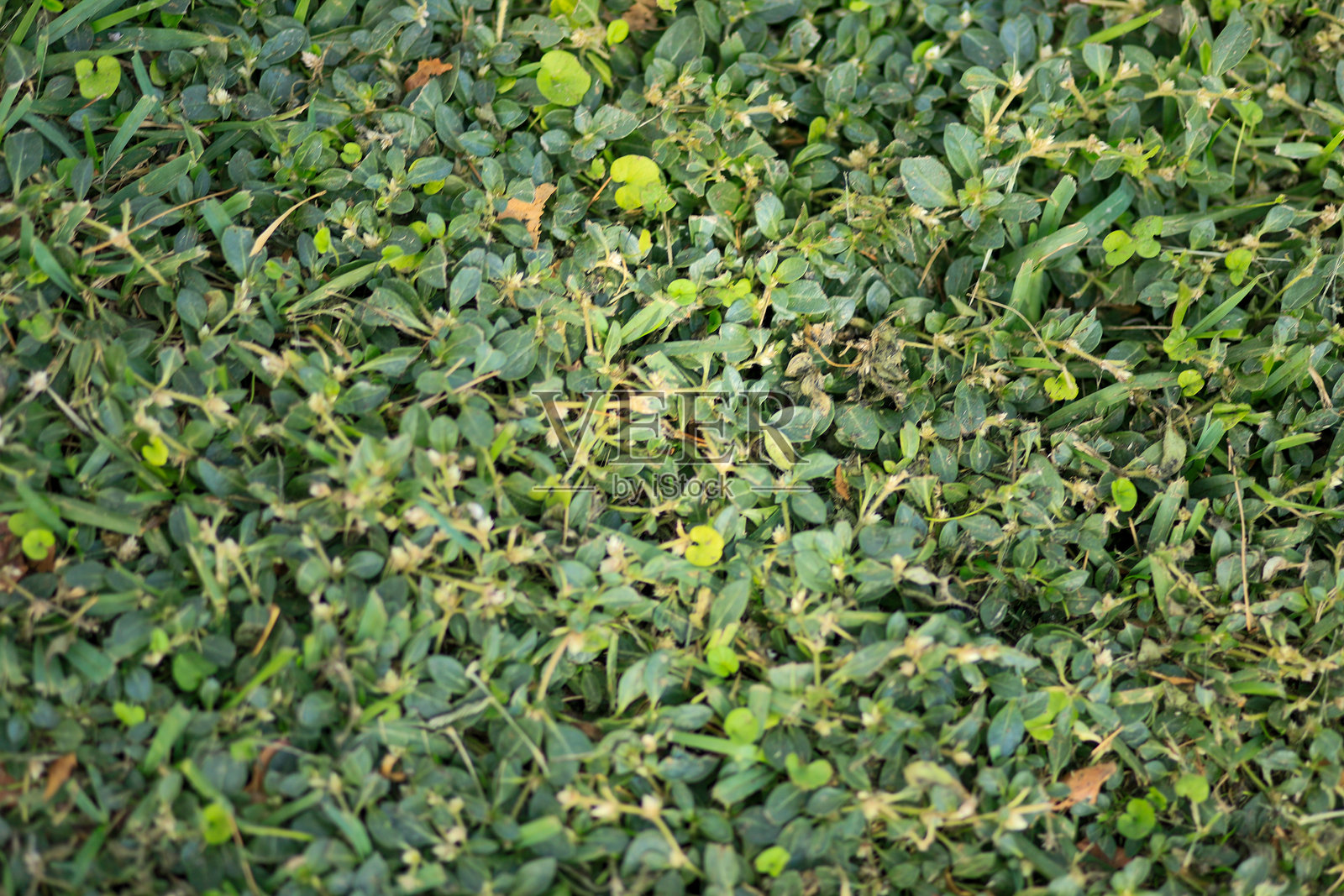 树林与修剪整齐的草坪前景照片摄影图片