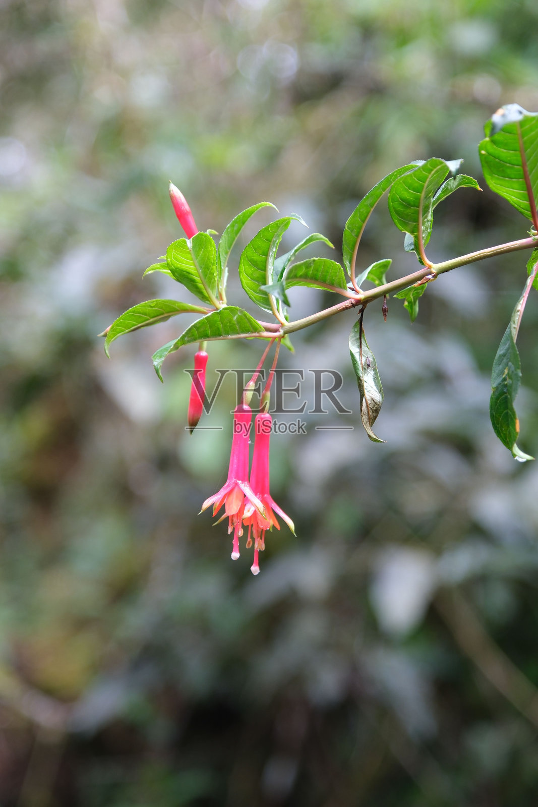 鲜艳的粉色扶桑花特写照片摄影图片