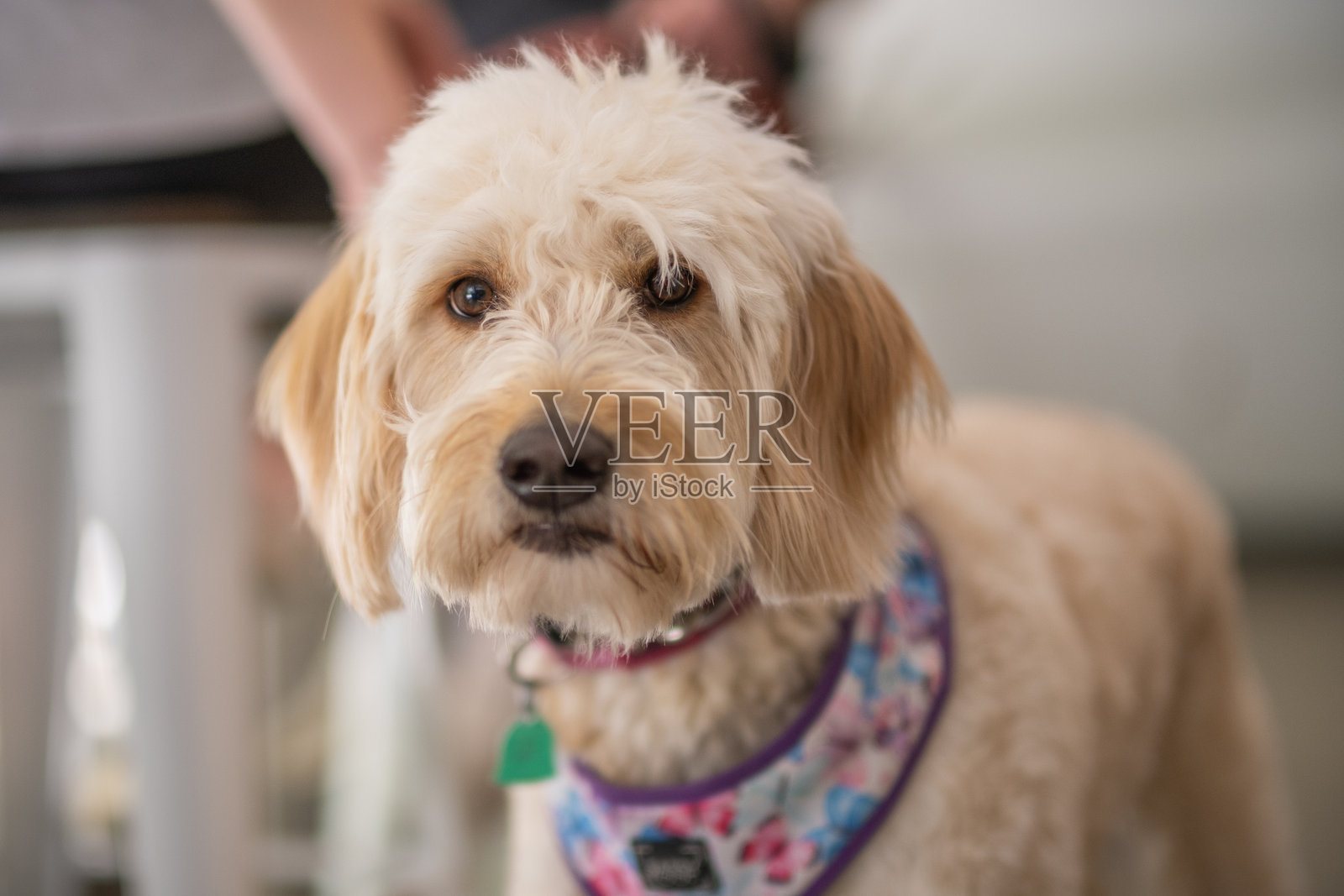 可爱的狗狗照片摄影图片